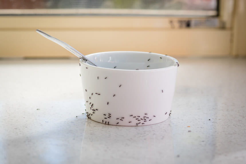 Acabar con plagas de hormigas en casa