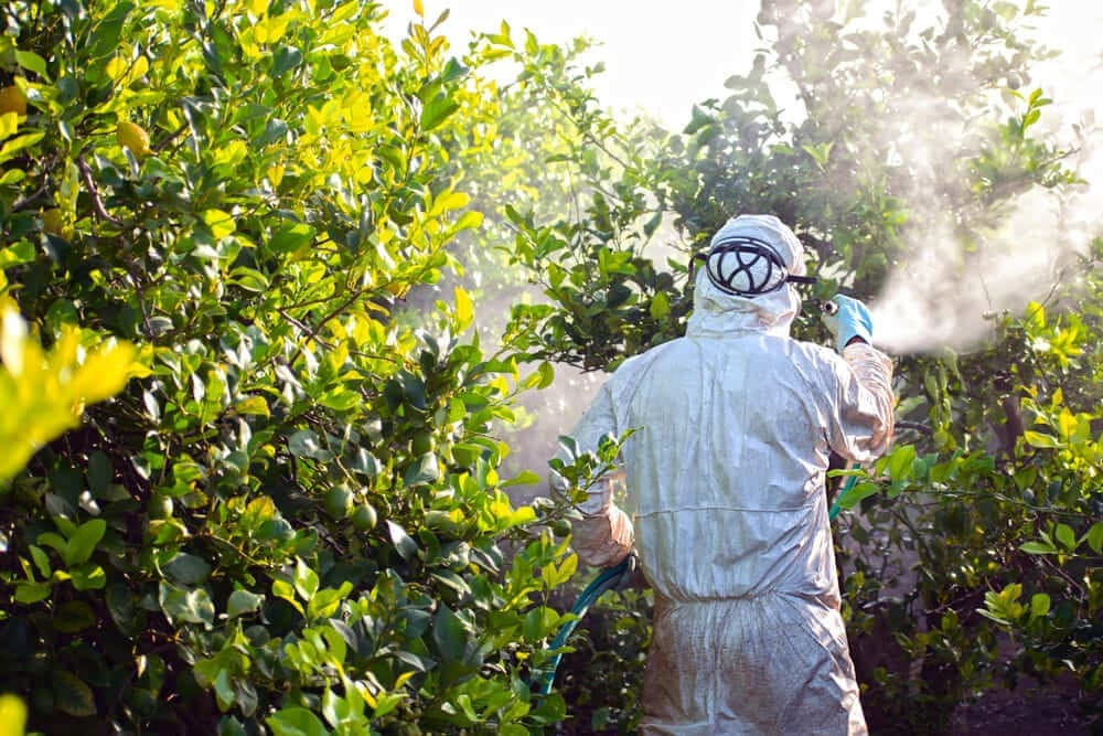 ¿Cuándo fumigar los árboles frutales?