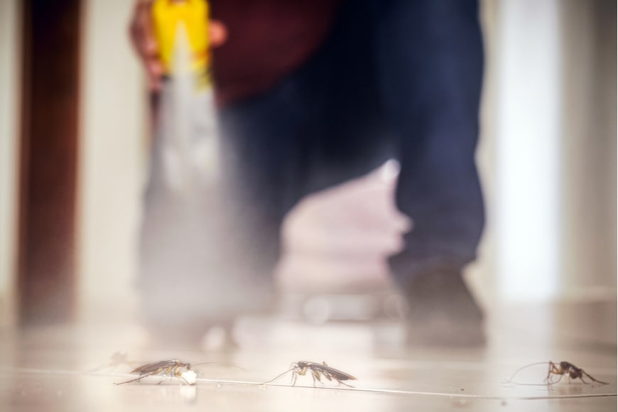 detectar plaga de cucarachas en vivienda