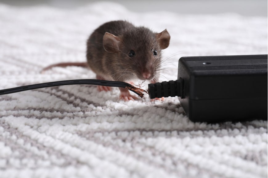 Los 4 Signos para Identificar una Plaga de Ratas en Casa