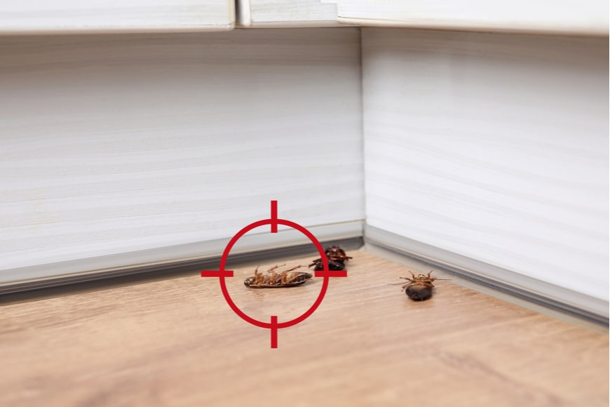 Cómo detectar una plaga de cucarachas en casa